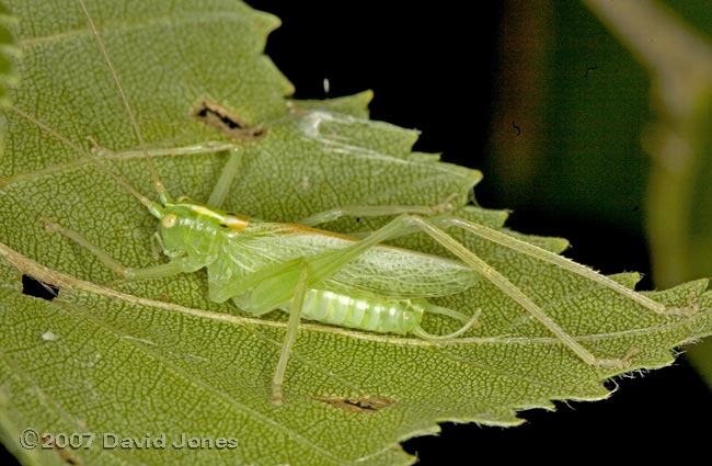 Oak Bush Cricket male - adult