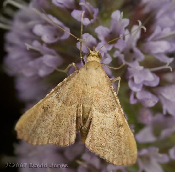Micromoth on mint flowers
