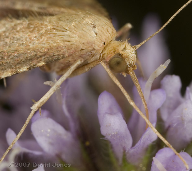 Micromoth on mint flowers - close-up