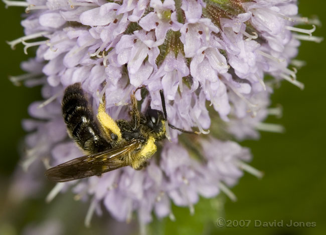 Solitary bee on mint flowers