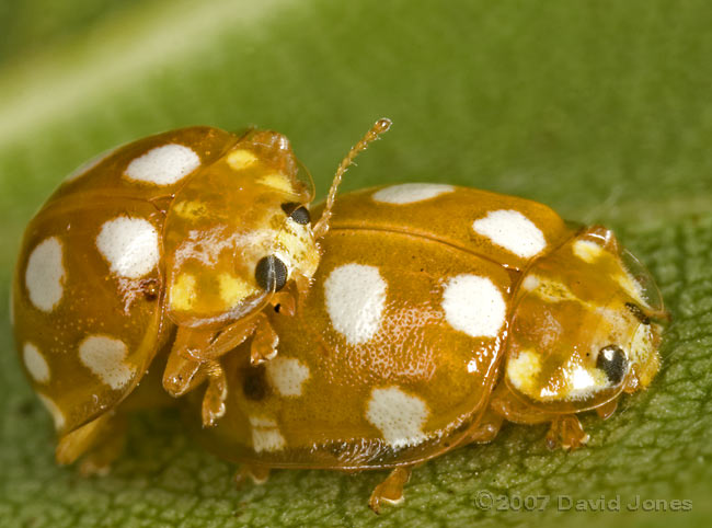 Orange ladybirds mating on Birch leaf