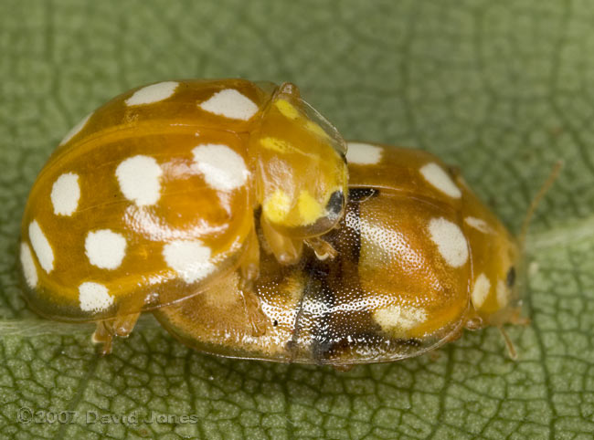 Orange ladybirds mating on Birch leaf - 2