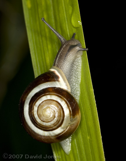 Snail on bamboo leaf