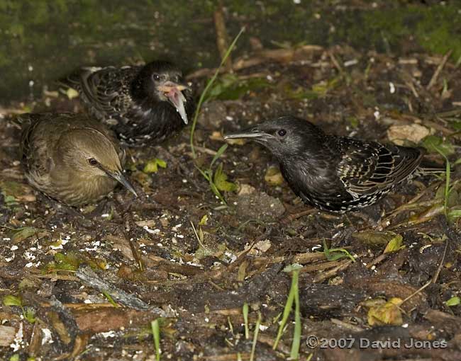 Starlings under the Hawthorn