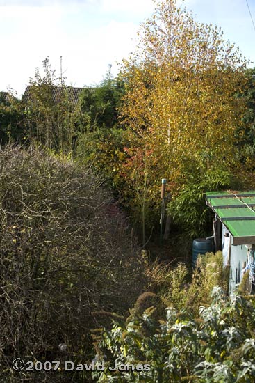 Looking down the garden