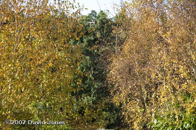 Himalayan (on left) and Native Birch trees