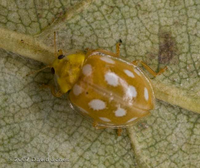 Orange Ladybird on Birch leaf