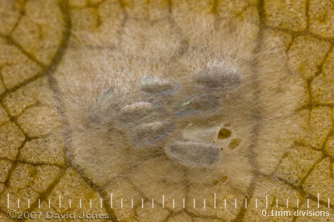 Barkfly eggs on Birch leaf - 2