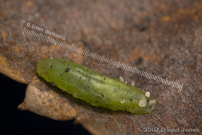 Hoverfly larva on fallen birch leaf