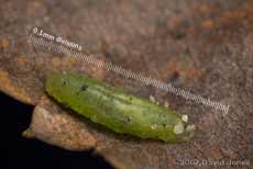 Hoverfly larva on fallen birch leaf