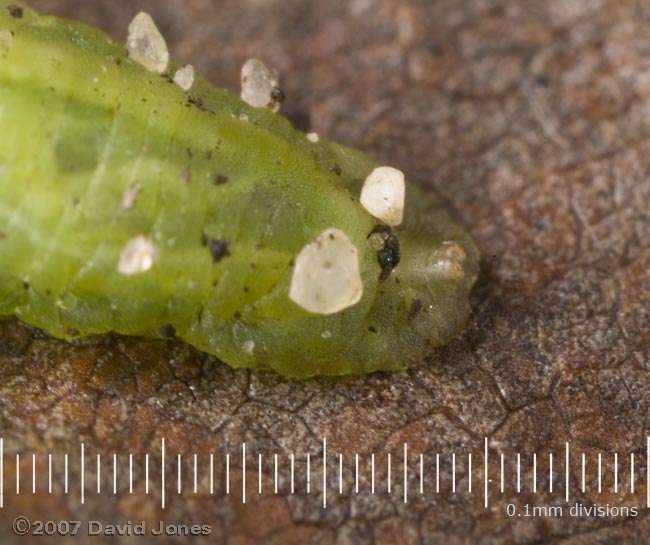 Hoverfly larva on fallen birch leaf - close-up of rear end