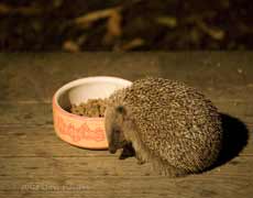 Hedgehog at 10.40pm