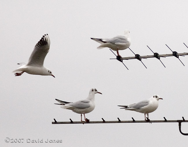 Black-headed Gulls on tv antennae - 2