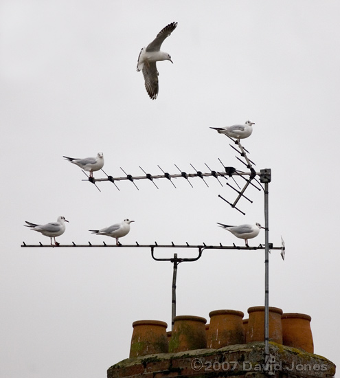 Black-headed Gulls on tv antennae - 1