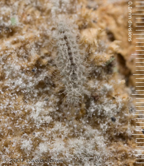 Insect larva browing on mildew (on decaying log) - 1