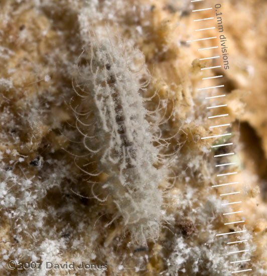 Insect larva browing on mildew (on decaying log) - 2