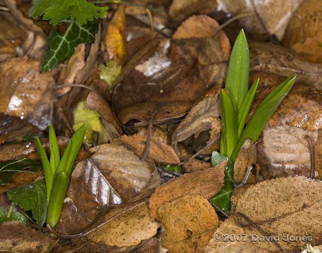 Bluebell foliage amongst leaf litter