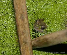 Frog in duckweed