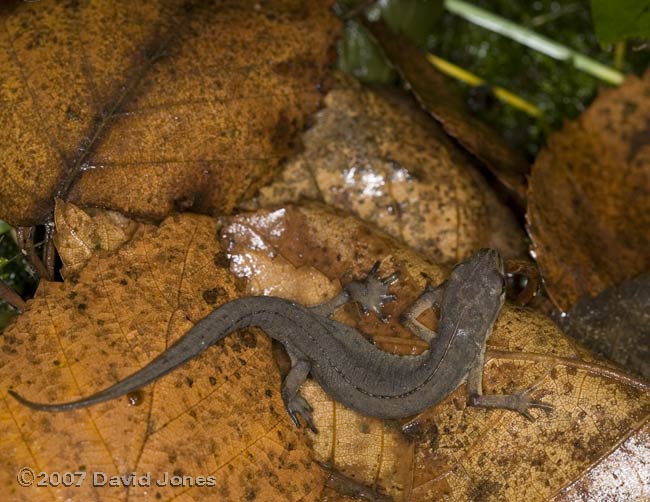 Smooth Newt hunts amongst leaf litter