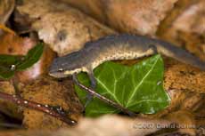 Smooth Newt male hunts amongst leaf litter