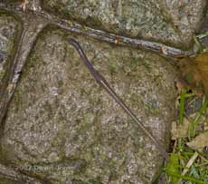 Earthworm stretched over paving stone