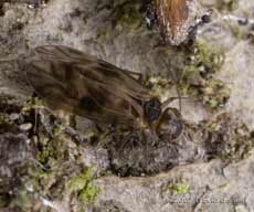 Barkfly (Peripsocus milleri) on log pile