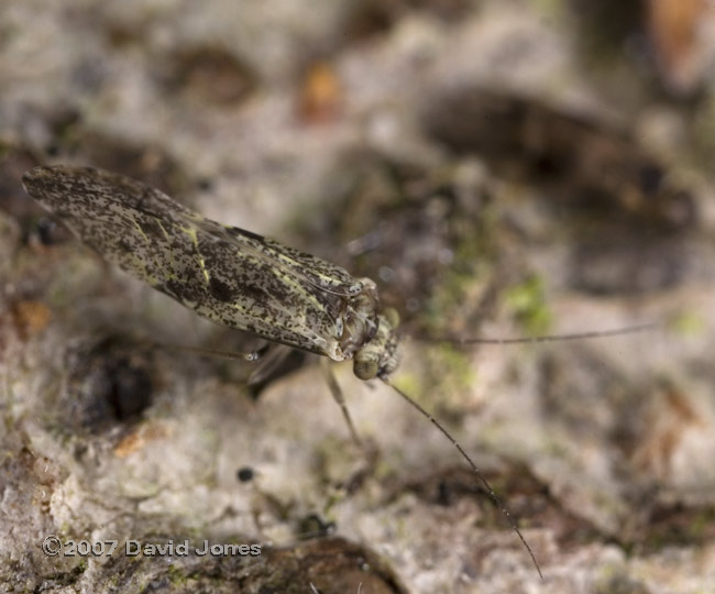 Barkfly (Loensia variegata) on log pile