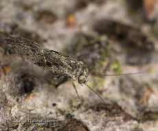 Barkfly (Loensia variegata) on log pile