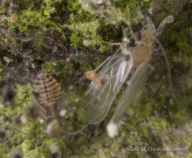 Barkfly nymph and newly moulted(?) adult on log pile