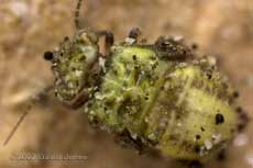 Barkfly nymph (Loensia variegata?) on log pile