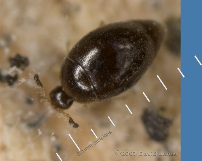 Tiny beetle on log pile - 1