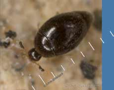 Tiny beetle on log pile