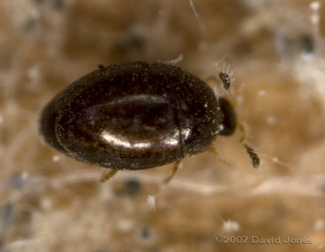 Tiny beetle on log pile - 2