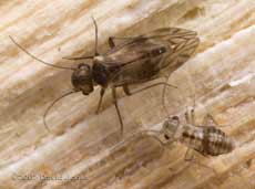 Barkfly (Peripsocus milleri) and nymph on log pile
