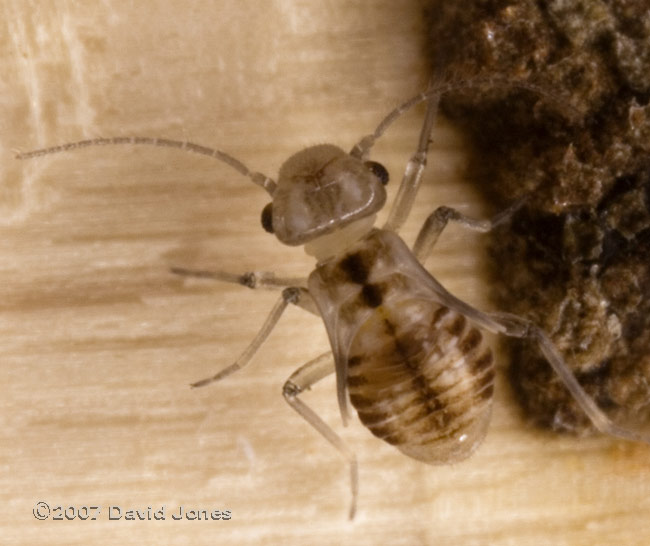 Barkfly nymph (Peripsocus milleri) on log pile