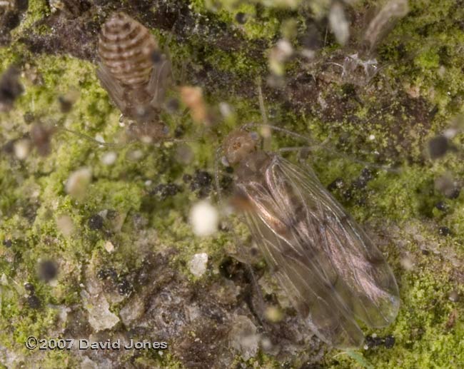 Barkfly nymph and newly moulted(Ectopsocus petersi?) adult on log pile