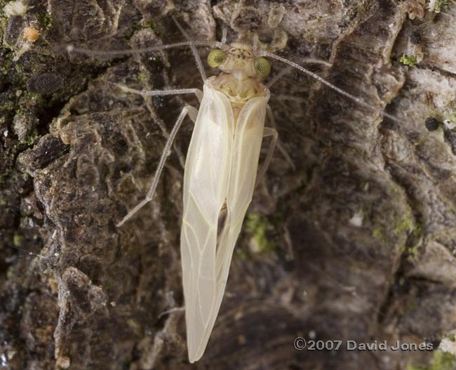 Freshly moulted Barkfly (Loensia variegata) on log