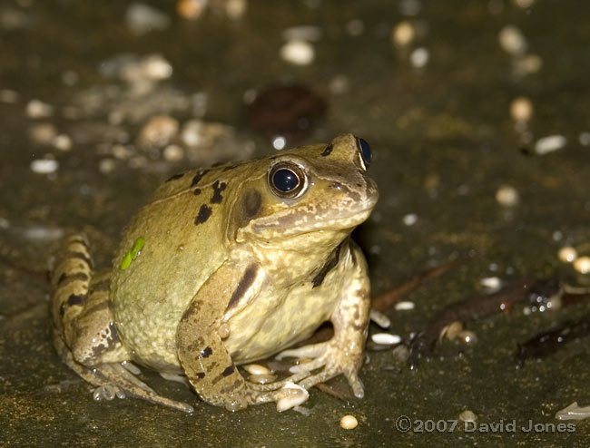Frog on stepping stone
