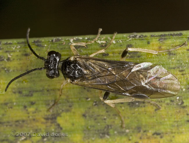 Ichneumon fly(?) on bamboo leaf