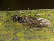 Ichneumon fly(?) on bamboo leaf