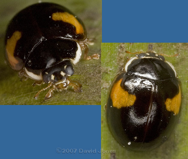 Unusal melanic version of a 2-Spot Ladybird(?)