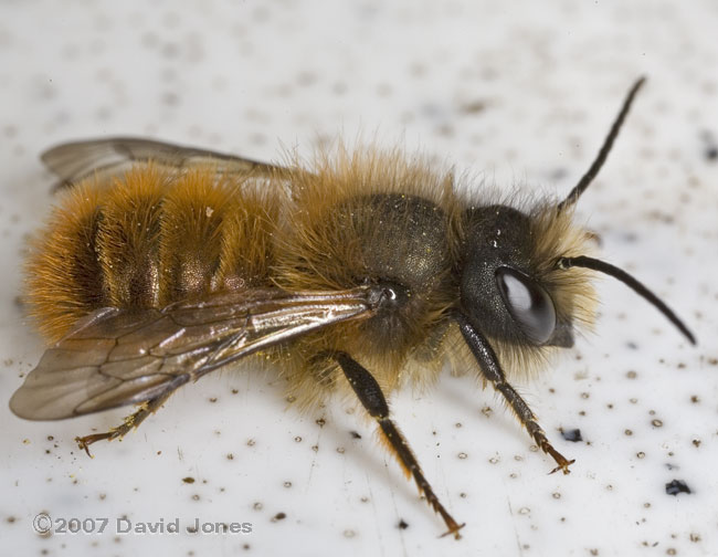 Solitary bee (Osmia Rufa?) on kayak - 1