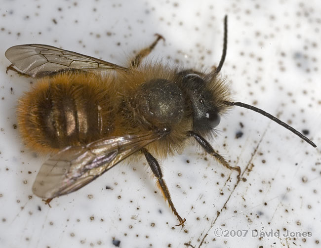 Solitary bee (Osmia Rufa?) on kayak - 2