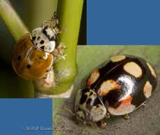 10-Spot Ladybirds - two forms