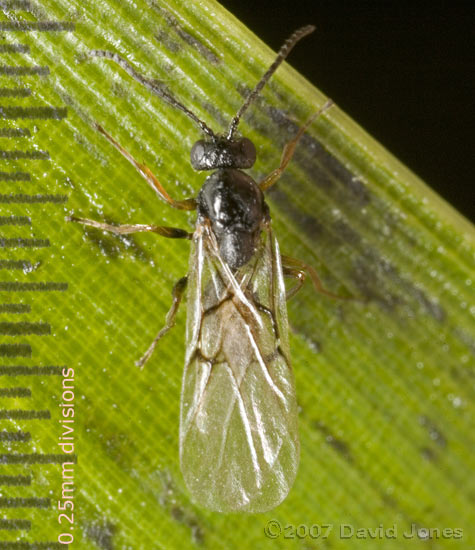 Gall Wasp on bamboo