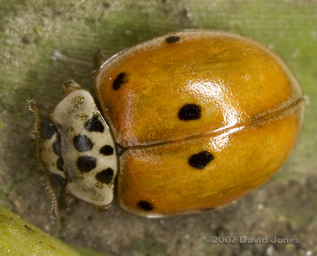 10-Spot ladybird - feintly spotted typical - 2