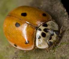 10-Spot ladybird - feintly spotted typical