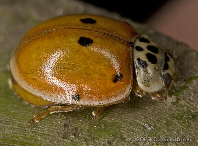 10-Spot ladybird - feintly spotted typical - 3