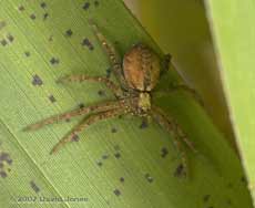 Spider on bamboo