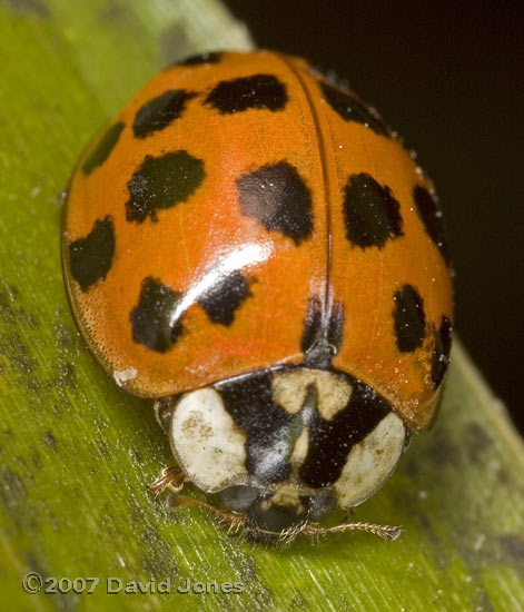 Harlequin Ladybird - 1